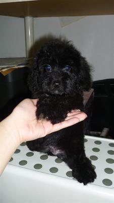 Gor Gor (Toy Poodle Puppy) - Poodle Dog