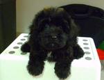 Gor Gor (Toy Poodle Puppy) - Poodle Dog