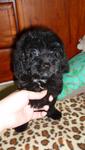 Gor Gor (Toy Poodle Puppy) - Poodle Dog