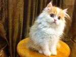 Semi Flat Persian Kitten Cat  - Persian Cat