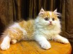 Semi Flat Persian Kitten Cat  - Persian Cat