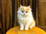 Semi Flat Persian Kitten Cat  - Persian Cat