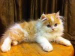 Semi Flat Persian Kitten Cat  - Persian Cat