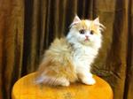 Semi Flat Persian Kitten Cat  - Persian Cat