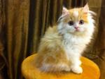 Semi Flat Persian Kitten Cat  - Persian Cat