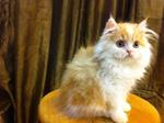 Semi Flat Persian Kitten Cat  - Persian Cat