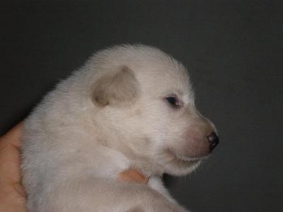 Beautiful Pups For Adoption - Mixed Breed Dog