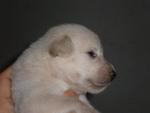 Beautiful Pups For Adoption - Mixed Breed Dog