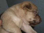 Beautiful Pups For Adoption - Mixed Breed Dog