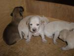 Beautiful Pups For Adoption - Mixed Breed Dog