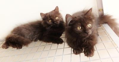 Jack &amp; Jill - Persian Cat