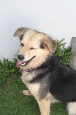 Bella - Spitz + German Shepherd Dog Dog