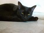 Alicee - Domestic Short Hair Cat