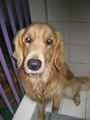 Ah Man - Golden Retriever Dog