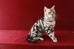 American Short Hair Cfa Registered - American Shorthair Cat