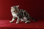 American Short Hair Cfa Registered - American Shorthair Cat