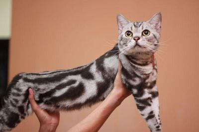 American Short Hair Cfa Registered - American Shorthair Cat