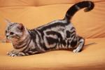 American Short Hair Cfa Registered - American Shorthair Cat