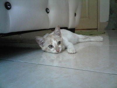 Adha - Domestic Short Hair Cat