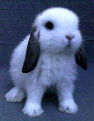 Cute Holland Lop - Holland Lop Rabbit