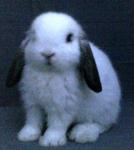 Cute Holland Lop - Holland Lop Rabbit