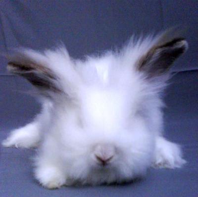 Cute English Anggora - Angora Rabbit Rabbit