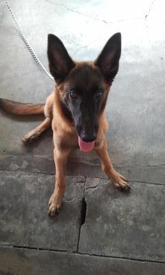 Migty - Belgian Shepherd Malinois Dog