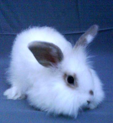 Anggora Promotion - Angora Rabbit Rabbit