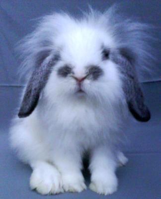 Cute Fuzzy Lop - American Fuzzy Lop Rabbit