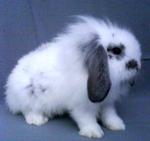 Cute Fuzzy Lop - American Fuzzy Lop Rabbit