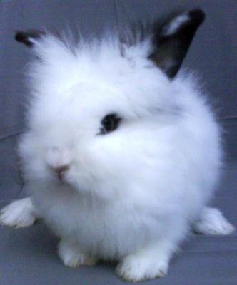 Cute Jersey Wooly - Jersey Wooly Rabbit