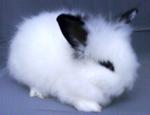 Cute Jersey Wooly - Jersey Wooly Rabbit