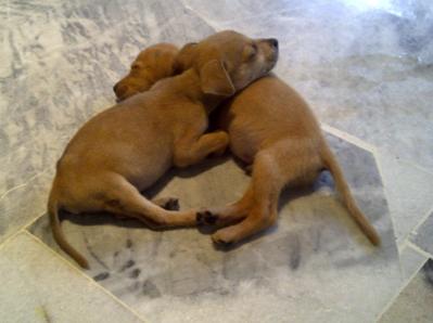 7 Puppies Available! - Mixed Breed Dog