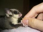 Sugar Glider - Sugar Glider Small & Furry