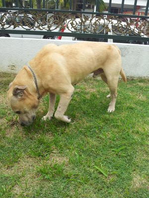 Prince  Pitb  - American Staffordshire Terrier Dog