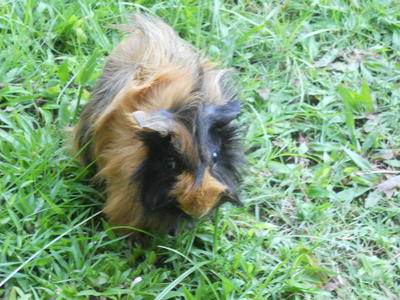 Yoona Snsd :d - Guinea Pig Small & Furry