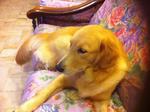 Jessice - Golden Retriever Dog