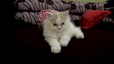 Mey - Persian Cat