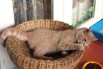 FurFriends { Short Hair Cream Tabby Kitten } Nala - Female - 