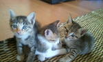 Bibi, Didi, Kiki - Domestic Short Hair Cat