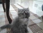 Kimora's baby. persian + maine coon