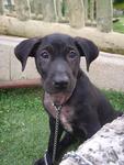 Stylo - Labrador Retriever Mix Dog