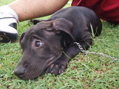 Stylo - Labrador Retriever Mix Dog