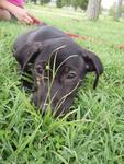 Stylo - Labrador Retriever Mix Dog