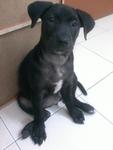 Stylo - Labrador Retriever Mix Dog