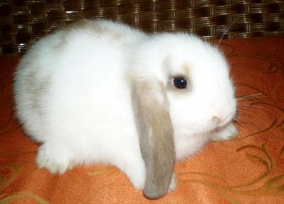 Ran's Luna - Holland Lop Rabbit