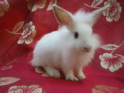 PF26537 - Lionhead Rabbit