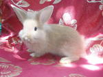 PF26537 - Lionhead Rabbit