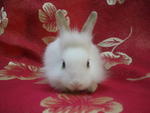 PF26537 - Lionhead Rabbit