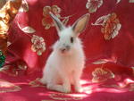 PF26537 - Lionhead Rabbit